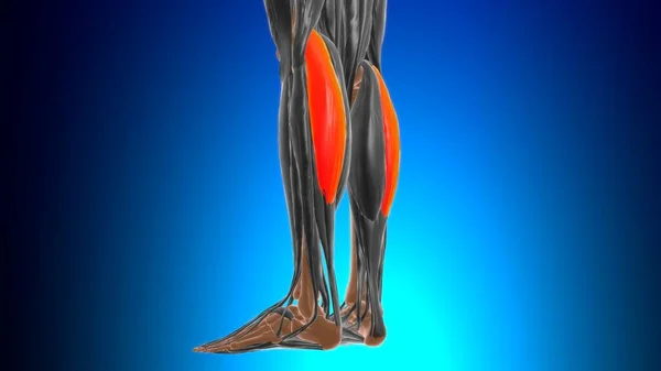 Lateral head of gastrocnemius Muscle Anatomy For Medical Concept 3D Illustration