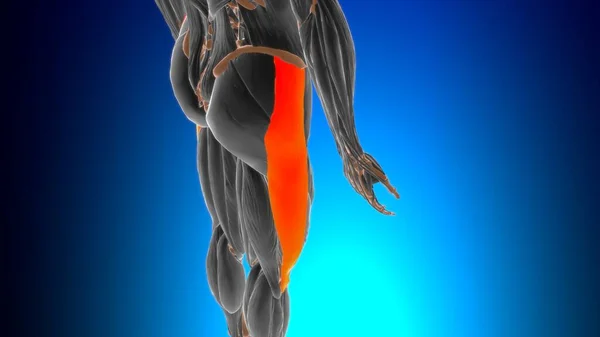 Iliotibiální Trakt Nebo Pásmo Anatomie Pro Lékařské Pojetí Ilustrace — Stock fotografie
