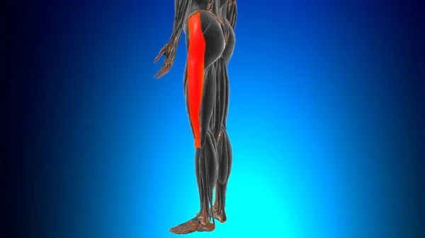 Iliotibiale Kanaal Band Anatomie Voor Medisch Concept Illustratie — Stockfoto
