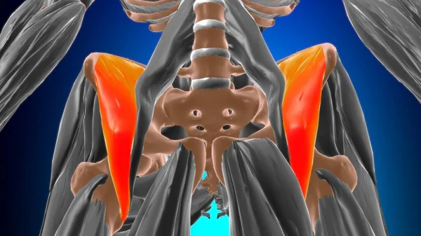 Anatomia Músculo Iliacus Para Ilustração Médica Conceito — Fotografia de Stock
