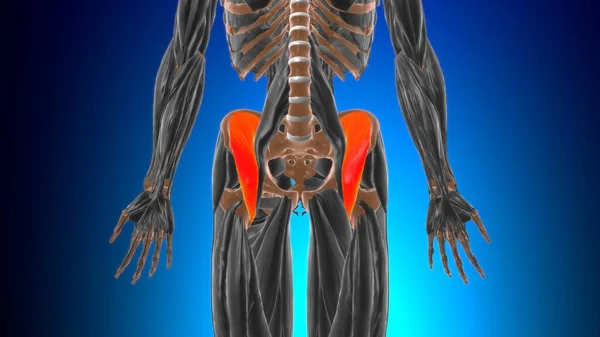 Iliacus Muscle Anatomy Medical Concept Illustration — Stock Photo, Image
