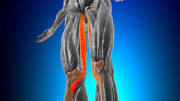 Gracilis Muscle Anatomy For Medical Concept 3D Illustration