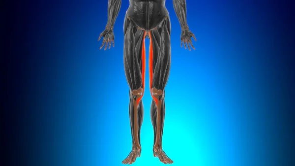 Anatomía Muscular Gracilis Para Ilustración Del Concepto Médico —  Fotos de Stock