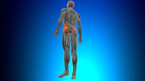 Gluteus Minimus Muscle Anatomy Voor Medisch Concept Illustratie — Stockfoto