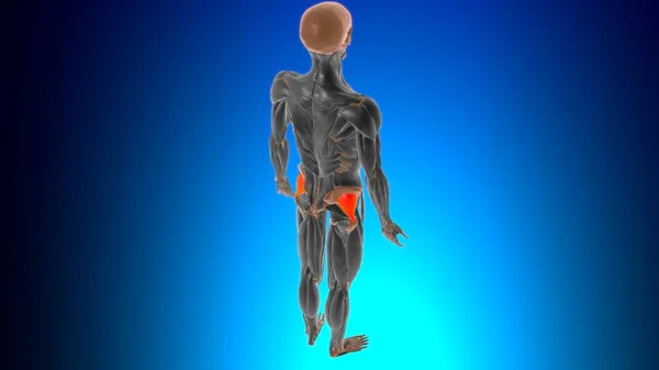 Anatomie Musculaire Minimale Gluteus Pour Illustration Médicale Concept — Photo