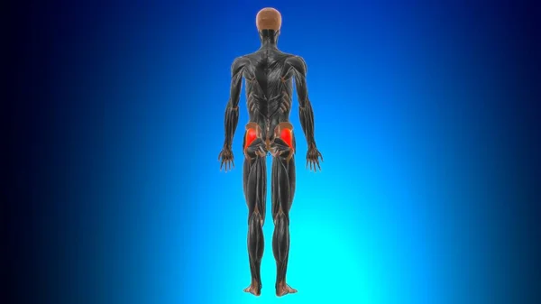 Gluteus 医学的概念のための最小筋肉解剖学3Dイラスト — ストック写真