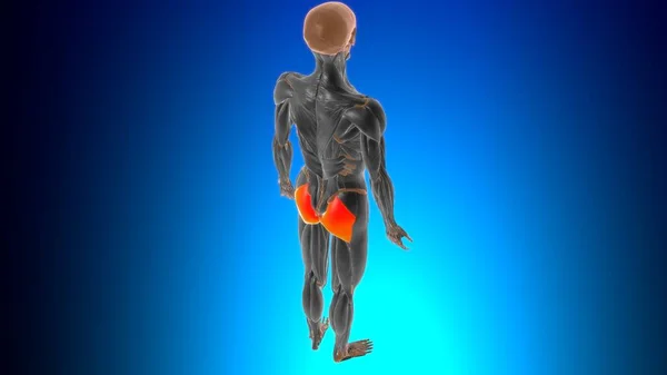 医学的概念のためのGluteus最大筋肉解剖学3Dイラスト — ストック写真
