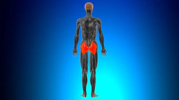 Gluteus Maximus Muscle Anatomi För Medicinskt Koncept Illustration — Stockfoto