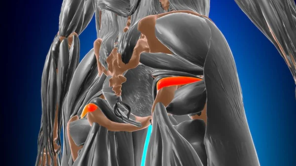 Anatomia Músculo Inferior Gemellus Para Ilustração Médica Conceito — Fotografia de Stock