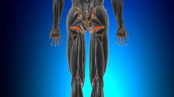 双子座下肌解剖用于医学概念三维图解 — 图库照片