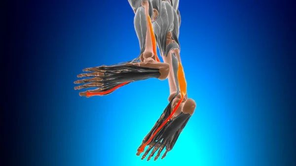 Flexor Hallucis Długa Anatomia Mięśni Koncepcji Medycznej Ilustracja — Zdjęcie stockowe