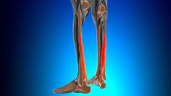 Flexor Hallucis Longus Muscle Anatomi För Medicinskt Koncept Illustration — Stockfoto