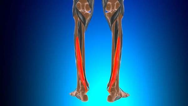 Flexor Hallucis Longus Muscle Anatomi För Medicinskt Koncept Illustration — Stockfoto