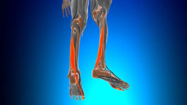 Tıbbi Konsept Llüstrasyon Için Flexor Halüsinasyon Uzun Kas Anatomisi — Stok fotoğraf