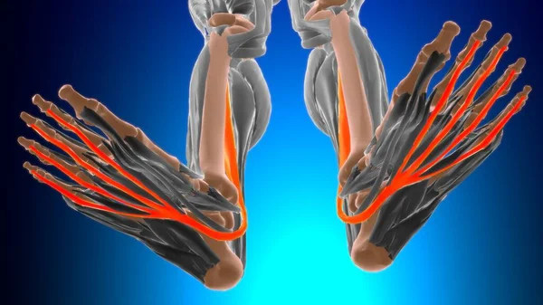 Anatomia Longo Músculo Flexor Digitorum Para Ilustração Médica Conceito — Fotografia de Stock