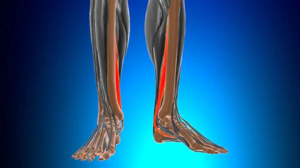 Flexor Digitorum Longus Muscle Anatomy Medical Concept Illustration — Stock Photo, Image