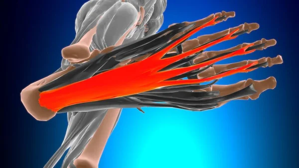 Flexor Digitorum Brevis Muscle Anatomy Medical Concept Illustration — Stock Photo, Image