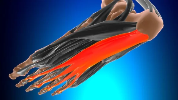 Tıbbi Konsept 3B İllüstrasyon İçin Flexor digitorum brevis Kas Anatomisi