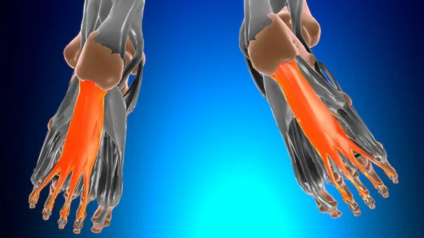 Tıbbi Konsept Llüstrasyon Çin Flexor Digitorum Brevis Kas Anatomisi — Stok fotoğraf