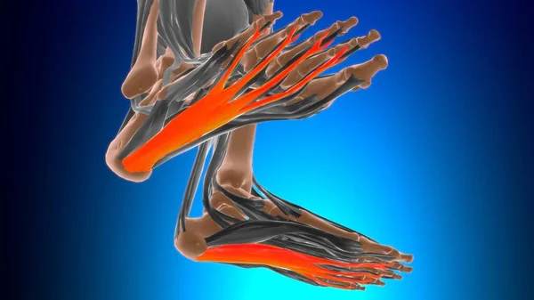 Anatomía Del Músculo Brevis Flexor Digitorum Para Ilustración Del Concepto —  Fotos de Stock