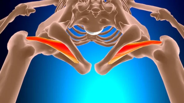 Anatomia Músculo Externo Obturador Para Ilustração Médica Conceito — Fotografia de Stock