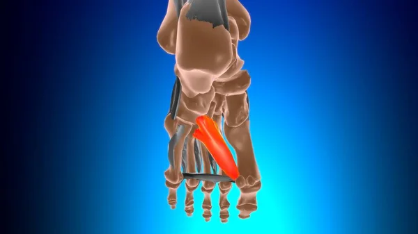 Schräger Kopf Der Adduktorhalluzis Muskelanatomie Für Medizinisches Konzept Illustration — Stockfoto