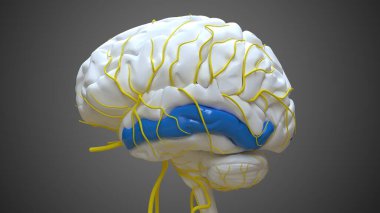 Brain middle temporal gyrus Anatomy For Medical Concept 3D Illustration clipart