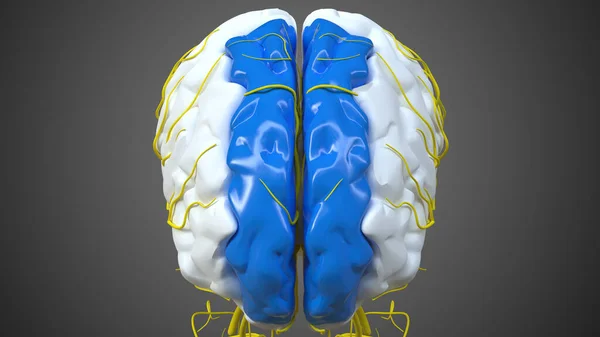 Anatomia Frontale Superiore Del Giro Del Cervello Concetto Medico Illustrazione — Foto Stock