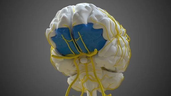 Brain Orbital gyrus Anatomy For Medical Concept 3D Illustration