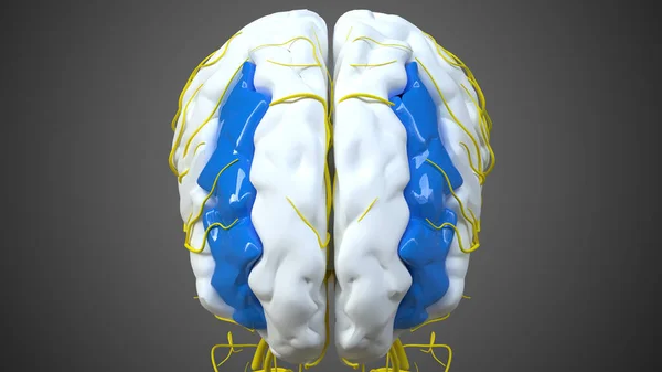 Anatomía Del Giro Frontal Medio Cerebral Para Concepto Médico Ilustración —  Fotos de Stock