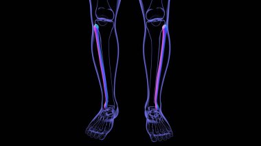 İnsan iskeleti anatomisi Fibula Kemiği Tıbbi Konsept için 3B Hazırlama