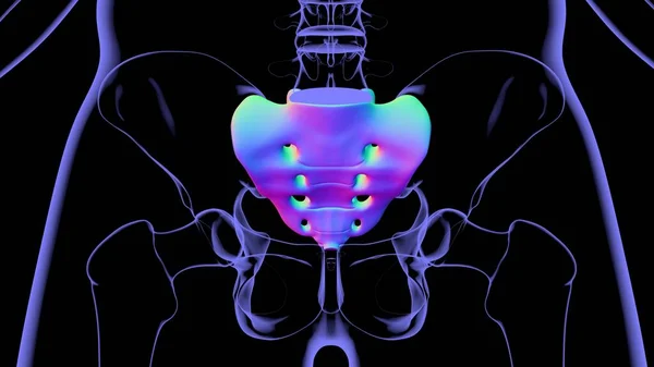 Anatomia Szkieletu Człowieka Sacral Bone Rendering Dla Koncepcji Medycznej — Zdjęcie stockowe