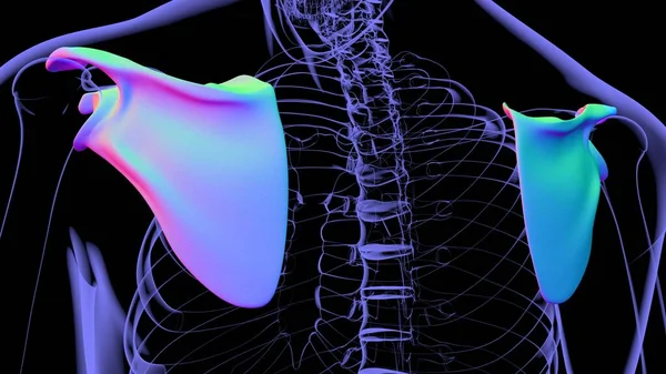 人骨解剖学 医学的概念のための骨3Dレンダリング — ストック写真