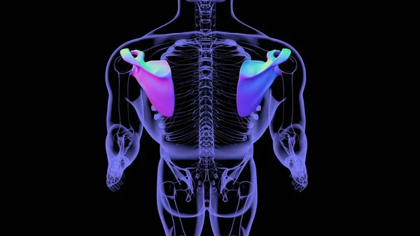 Lidská Kostra Anatomie Scapula Kostní Vykreslování Pro Lékařské Pojetí — Stock fotografie
