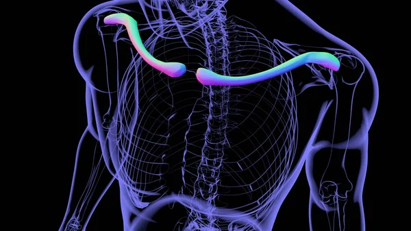 Mänskliga Skelett Anatomi Clavicle Ben Rendering För Medicinskt Koncept — Stockfoto