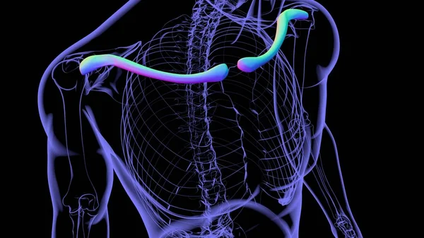 Nsan Iskeleti Anatomisi Köprücük Kemiği Tıbbi Kavram Hazırlama — Stok fotoğraf