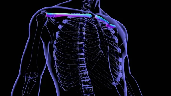 人体骨格解剖学鎖骨3Dレンダリング 医学的概念のためのレンダリング — ストック写真