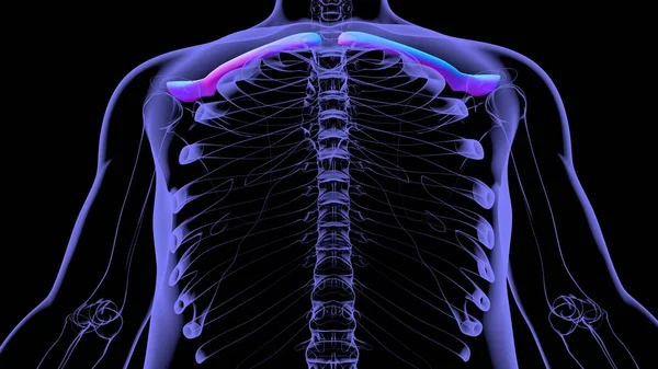 Mänskliga Skelett Anatomi Clavicle Ben Rendering För Medicinskt Koncept — Stockfoto