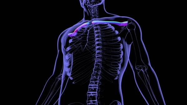 Анатомия Скелета Человека Кости Ключицы Рендеринг Медицинской Концепции — стоковое фото