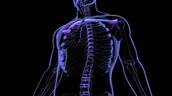 Anatomia Umana Dello Scheletro Rendering Delle Ossa Clavicola Concetto Medico — Foto Stock