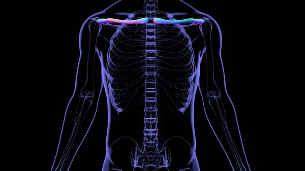 Renderização Dos Ossos Clavícula Anatomia Humana Esqueleto Para Conceito Médico — Fotografia de Stock