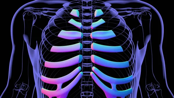 Human skeleton anatomy Costal Cartilage 3D Rendering For Medical Concept