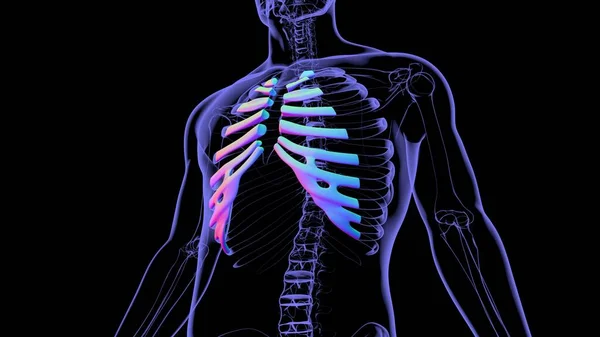 Anatomía Humana Del Esqueleto Costal Cartilage Que Rinde Para Concepto —  Fotos de Stock