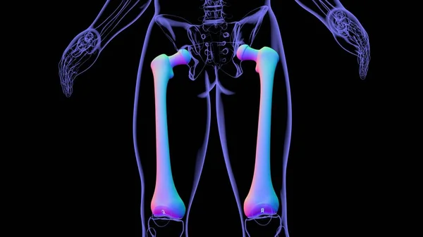 Anatomía Del Esqueleto Humano Representación Del Hueso Del Fémur Para —  Fotos de Stock