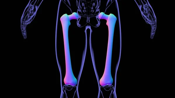 人体骨骼解剖学为医学概念的骨骼三维渲染 — 图库照片