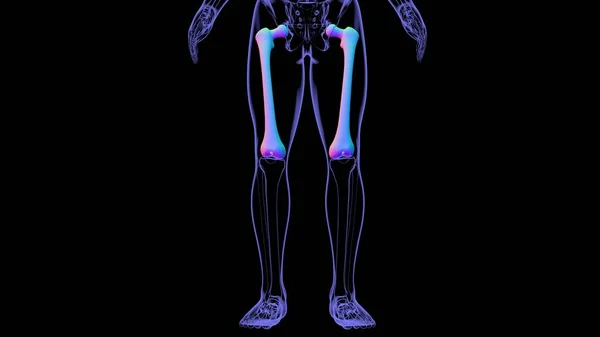 Anatomia Esqueleto Humano Renderização Osso Fêmur Para Conceito Médico — Fotografia de Stock