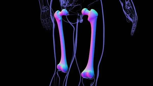 Anatomía Del Esqueleto Humano Representación Del Hueso Del Fémur Para —  Fotos de Stock