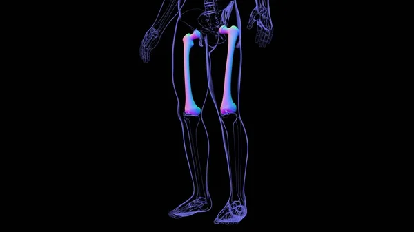 Mänskligt Skelett Anatomi Femur Bone Rendering För Medicinskt Koncept — Stockfoto