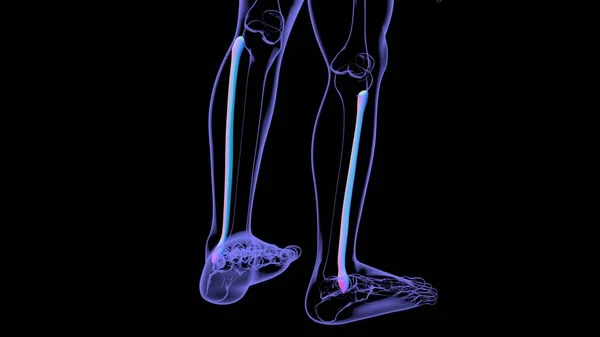 Anatomia Esqueleto Humano Fibula Osso Renderização Para Conceito Médico — Fotografia de Stock