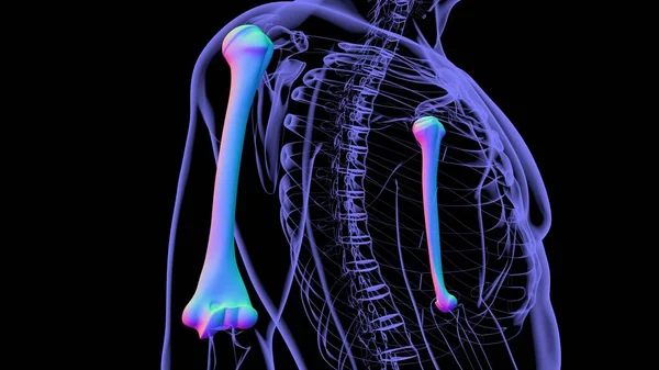 Anatomia Esqueleto Humano Renderização Osso Úmero Para Conceito Médico — Fotografia de Stock